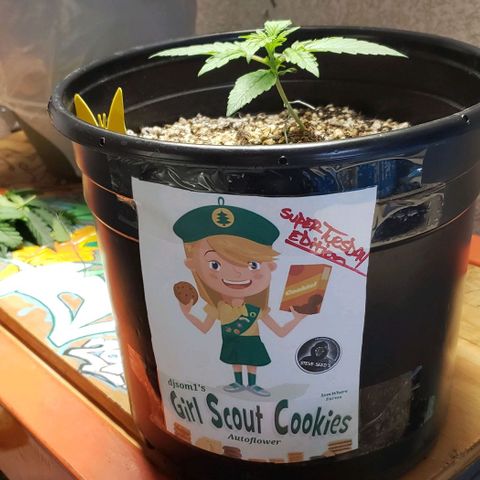 Kamala (election day edition) growlog timeline photo