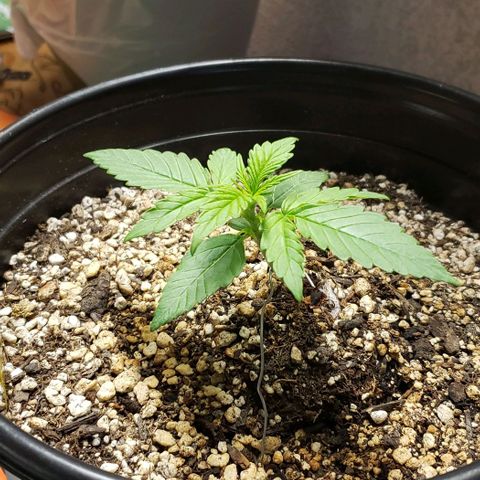 Kamala (election day edition) growlog timeline photo