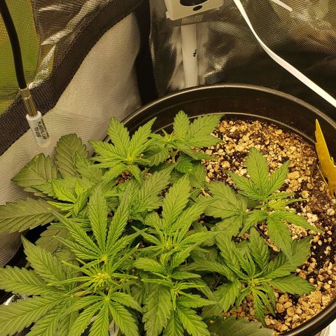 Marianne growlog timeline photo