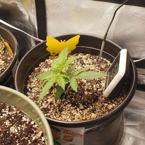 Kamala (election day edition) growlog timeline photo