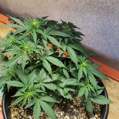 Marianne growlog photo: Top dressed with Dr.Earth FlowerGirl (3 tablespoons per 3 gallon pot). Continued LST and some defoliation.