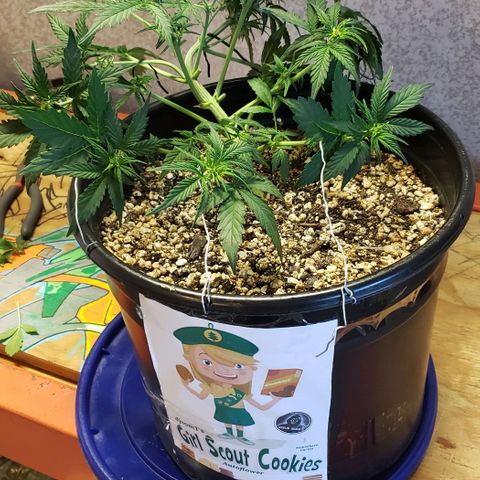 Marianne growlog photo: Top dressed with Dr.Earth FlowerGirl (3 tablespoons per 3 gallon pot). Continued LST and some defoliation.