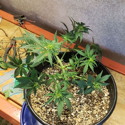 Marianne growlog timeline photo