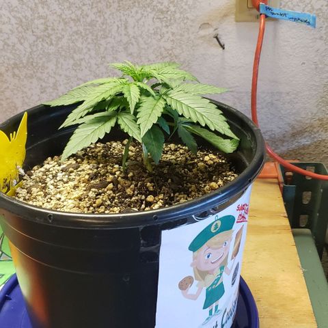 Kamala (election day edition) growlog photo: Lightly trimmed the very bottom for air circulation, started LST