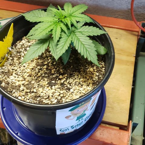Kamala (election day edition) growlog photo: Lightly trimmed the very bottom for air circulation, started LST