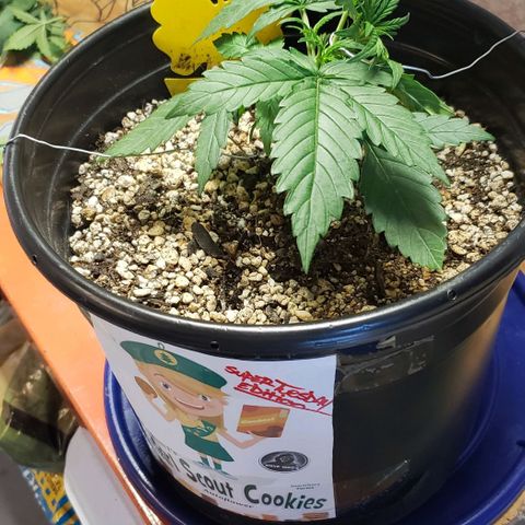 Kamala (election day edition) growlog photo: Lightly trimmed the very bottom for air circulation, started LST