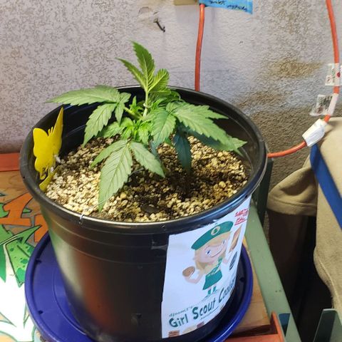 Kamala (election day edition) growlog photo: Lightly trimmed the very bottom for air circulation, started LST