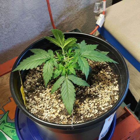 Kamala (election day edition) growlog timeline photo