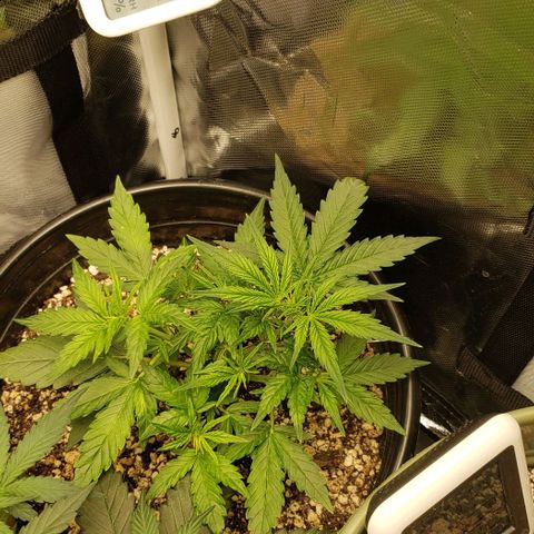Kamala (election day edition) growlog timeline photo