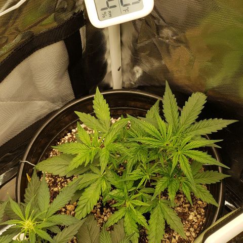 Kamala (election day edition) growlog timeline photo