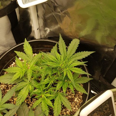 Kamala (election day edition) growlog timeline photo