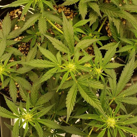 Marianne growlog timeline photo