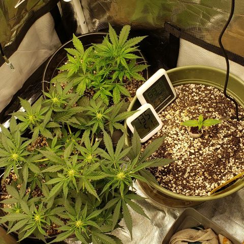 Marianne growlog timeline photo