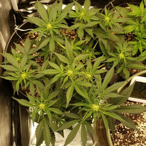 Marianne growlog timeline photo