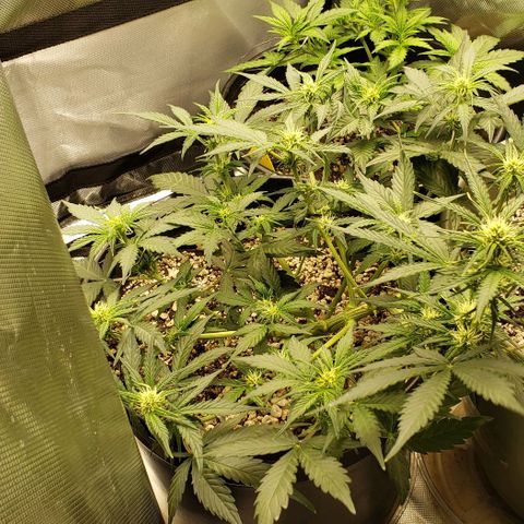 Marianne growlog timeline photo