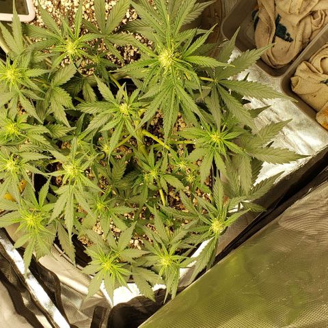 Marianne growlog timeline photo