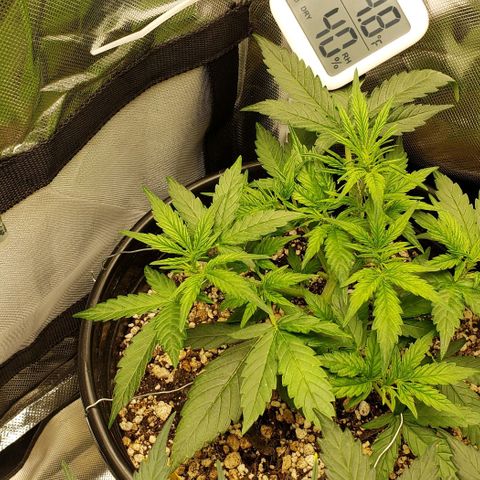 Kamala (election day edition) growlog timeline photo
