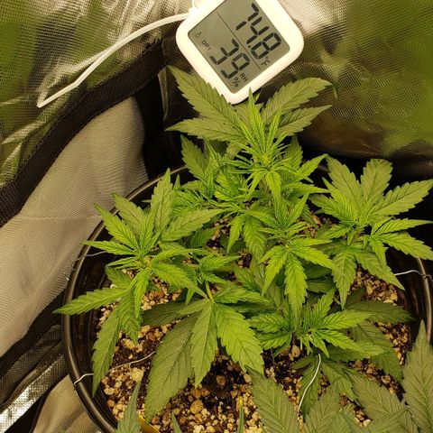 Kamala (election day edition) growlog timeline photo