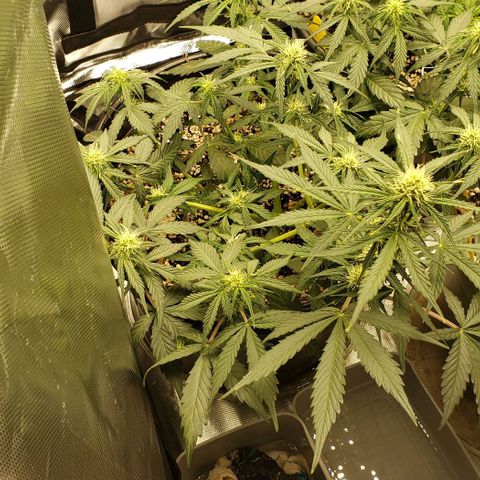 Marianne growlog timeline photo