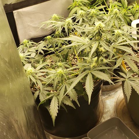 Marianne growlog timeline photo