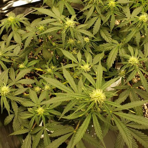 Marianne growlog timeline photo