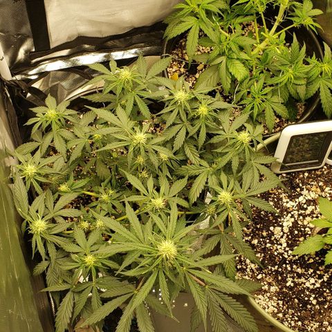 Marianne growlog timeline photo