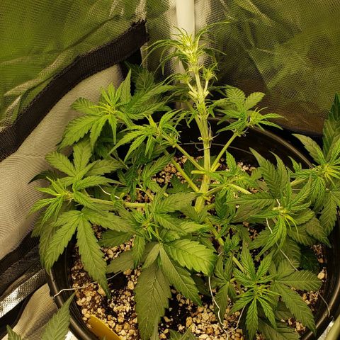 Kamala (election day edition) growlog timeline photo