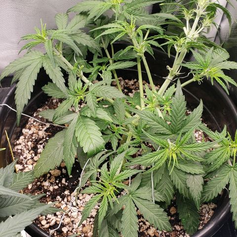 Kamala (election day edition) growlog timeline photo