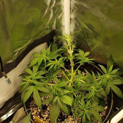 Kamala (election day edition) growlog timeline photo