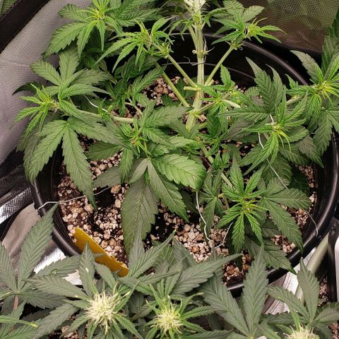 Kamala (election day edition) growlog timeline photo