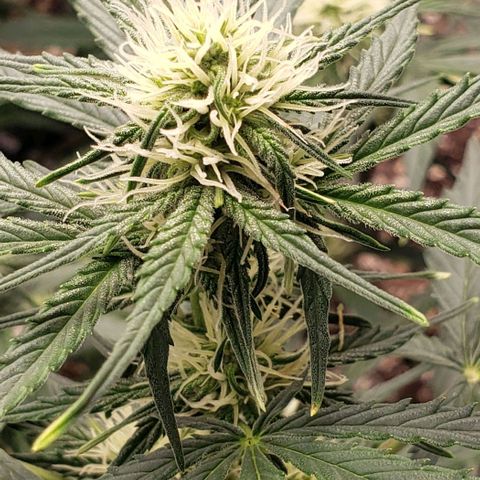 Marianne growlog timeline photo