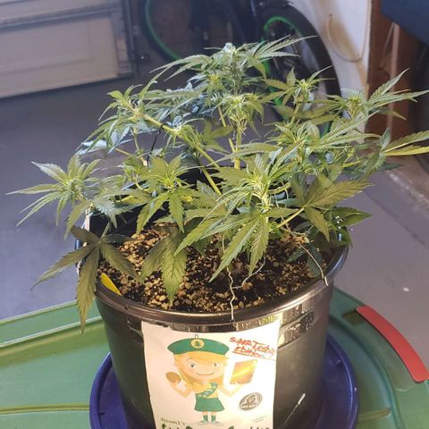 Kamala (election day edition) growlog timeline photo