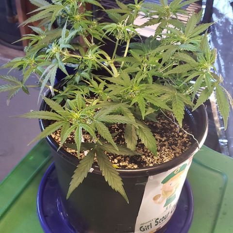 Kamala (election day edition) growlog timeline photo