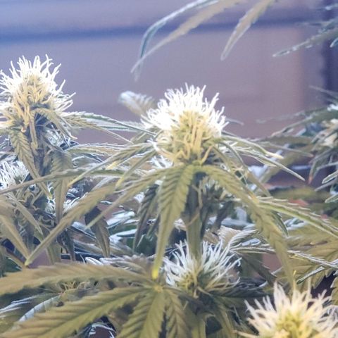 Marianne growlog timeline photo