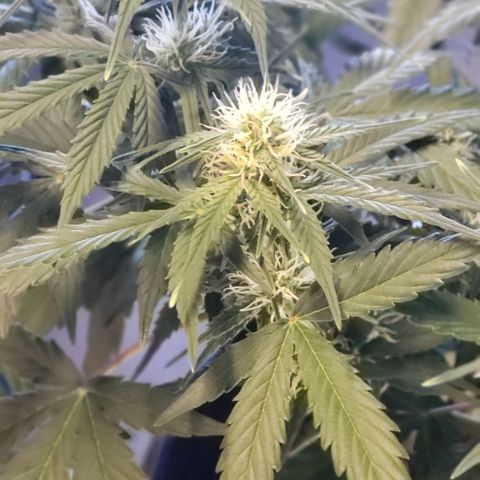 Marianne growlog timeline photo