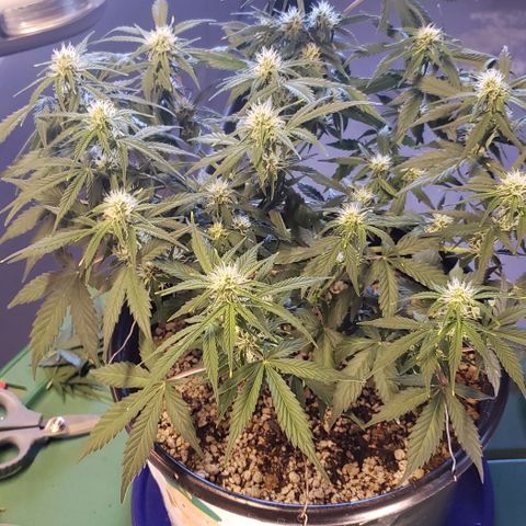 Marianne growlog timeline photo