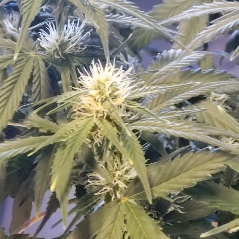 Marianne growlog timeline photo