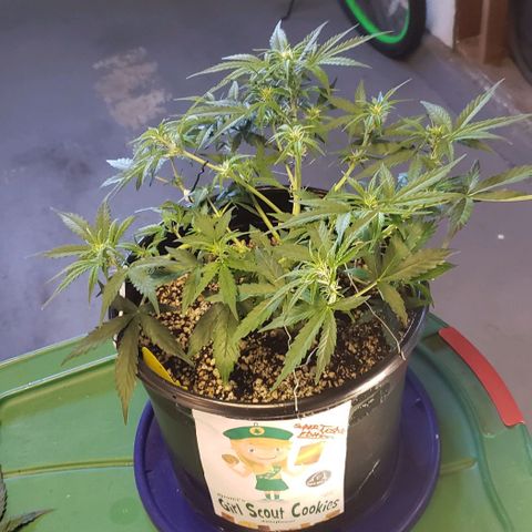 Kamala (election day edition) growlog timeline photo