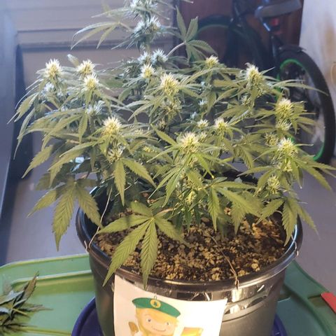 Marianne growlog timeline photo