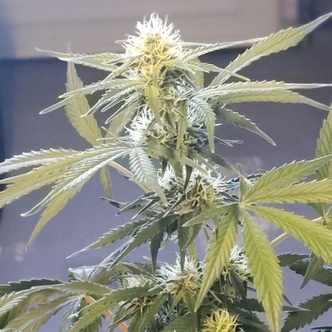 Marianne growlog timeline photo