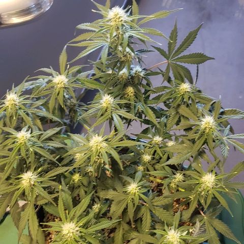 Marianne growlog timeline photo