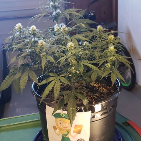 Marianne growlog timeline photo