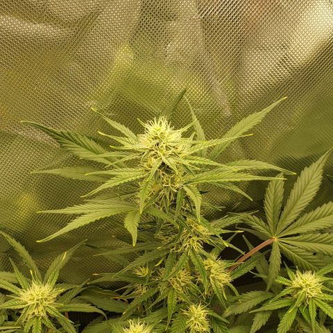 Marianne growlog timeline photo
