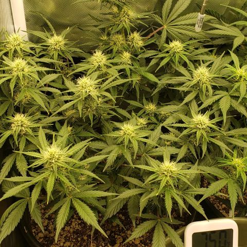 Marianne growlog timeline photo