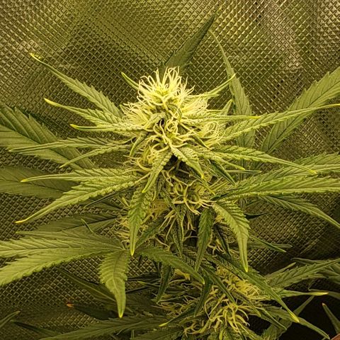 Marianne growlog timeline photo