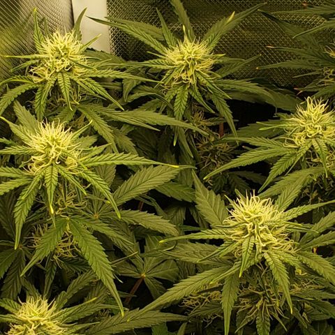 Marianne growlog timeline photo