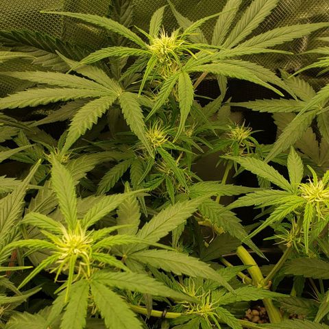 Kamala (election day edition) growlog timeline photo