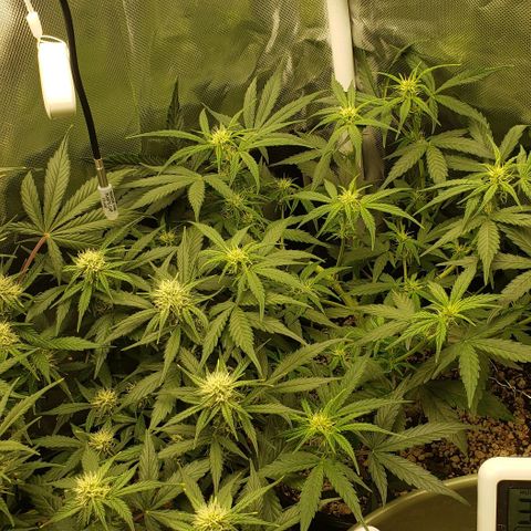 Kamala (election day edition) growlog timeline photo