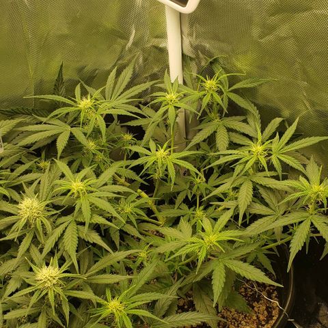 Kamala (election day edition) growlog timeline photo
