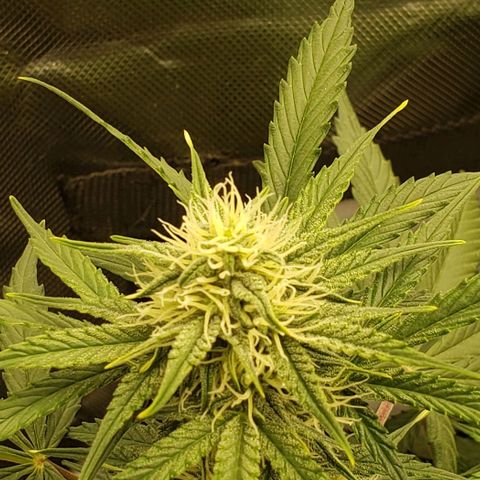 Marianne growlog timeline photo